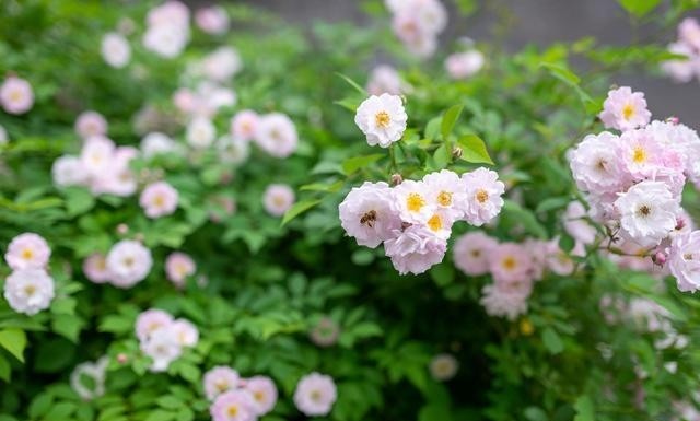 艺涛广场舞服夏装最新（夏日新款艺涛广场舞服饰）