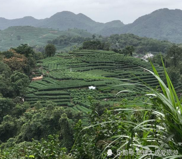 毫州金银花绽放新价，美好前景尽收眼底