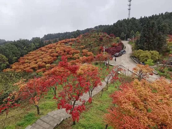 秋意盎然的巴南五洲园红叶盛景